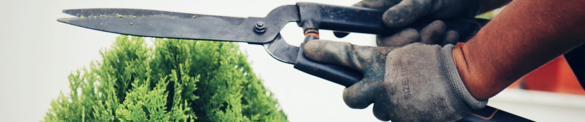 Taille de haie par un jardinier paysagiste professionnel