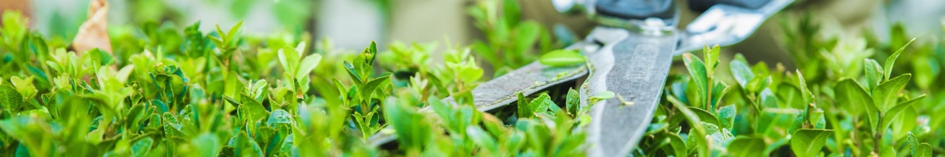 Entretien jardin et taille de haie - Devis gratuit