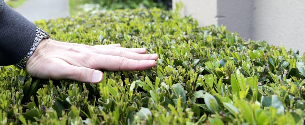 Jardin : une haie bien taillée par un jardinier